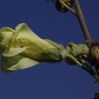 Stockrose im August