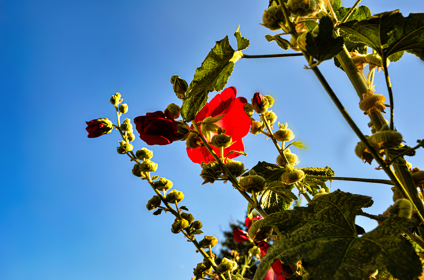 Stockrose im Garten