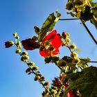 Stockrose im Garten