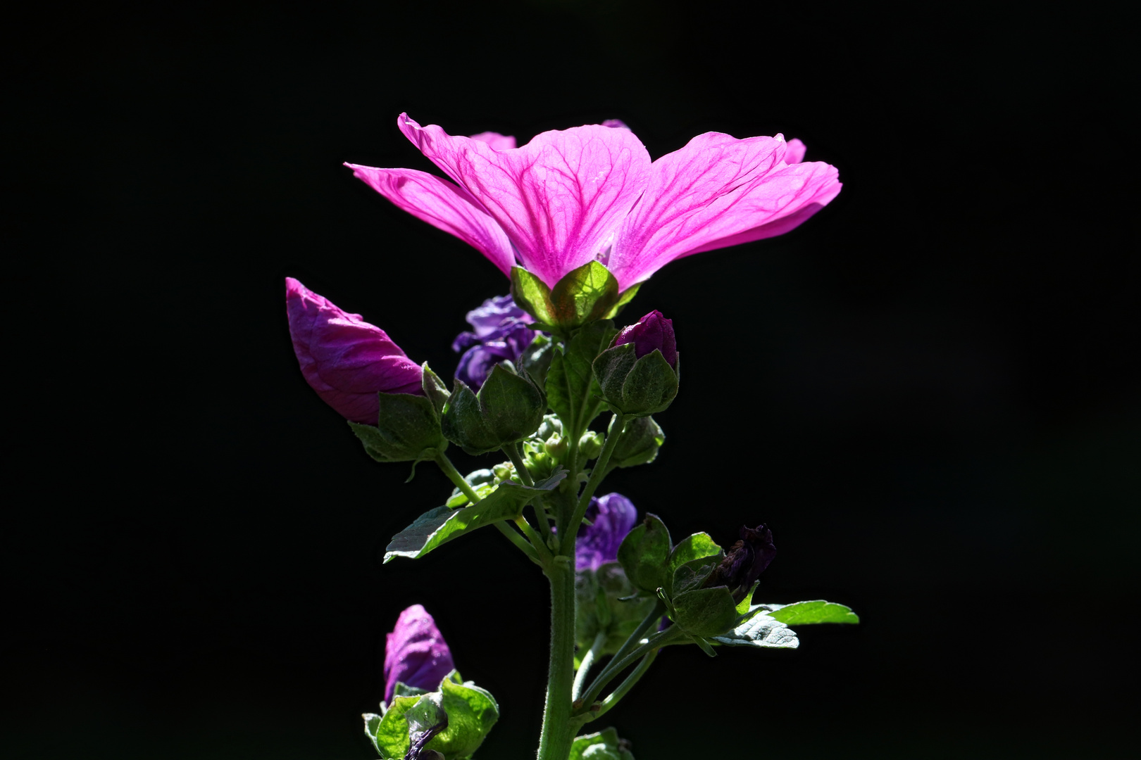 Stockrose im Gegenlicht - common hollyhock in backlight