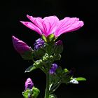 Stockrose im Gegenlicht - common hollyhock in backlight