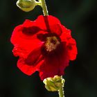 Stockrose im Gegenlicht