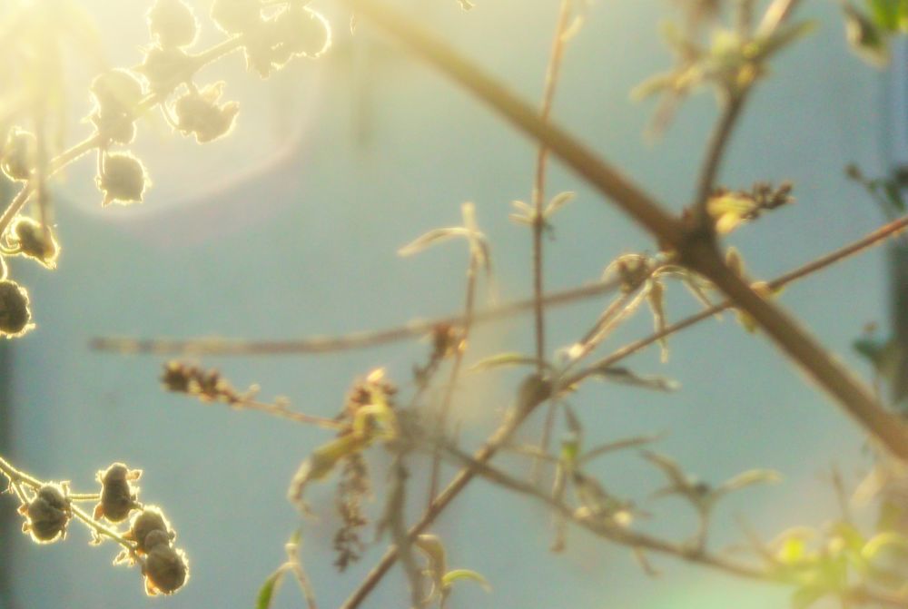 Stockrose im Gegenlicht