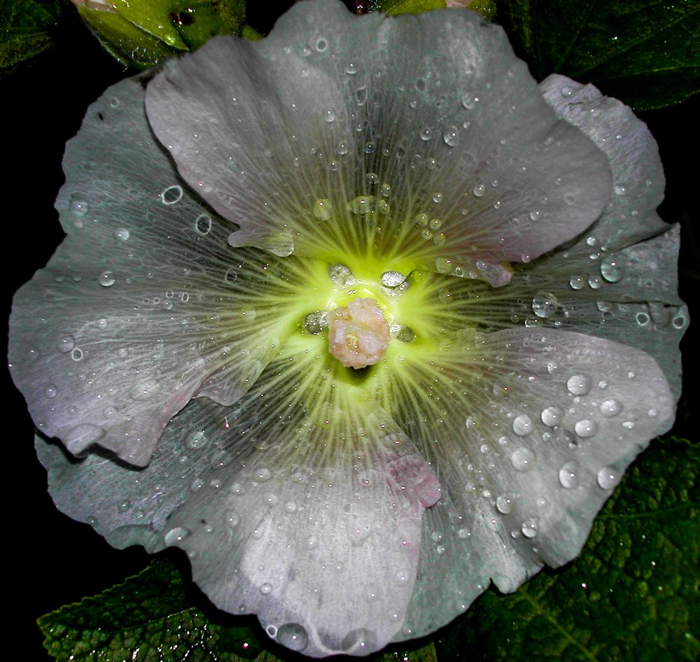 Stockrose im Regen