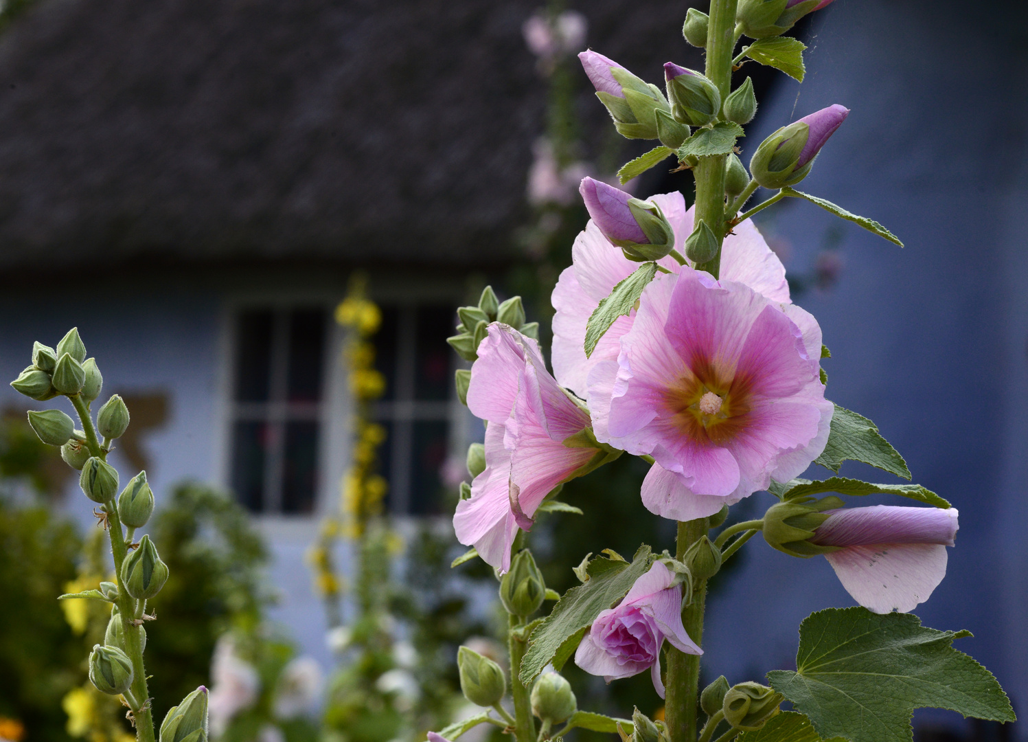 Stockrose im rosanem Kleid