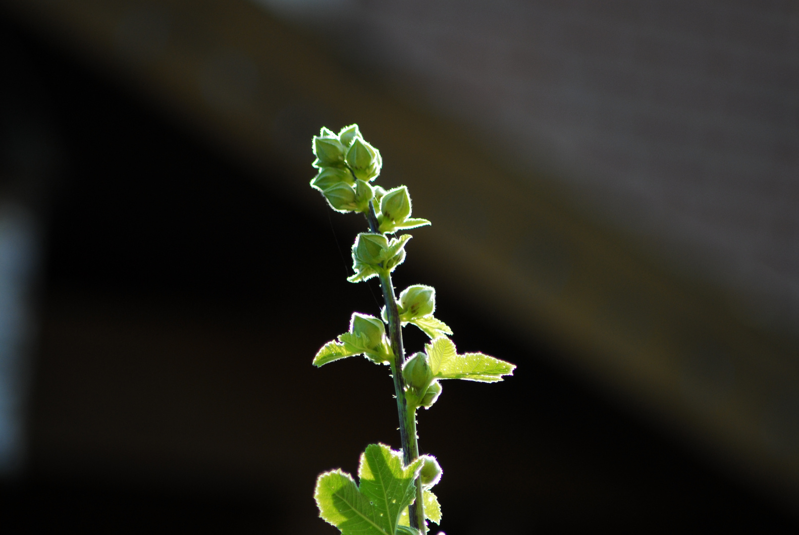 Stockrose im Sonnenlicht