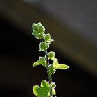 Stockrose im Sonnenlicht