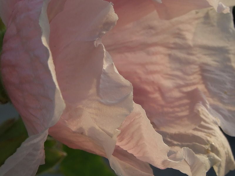 Stockrose im Sonnenuntergang