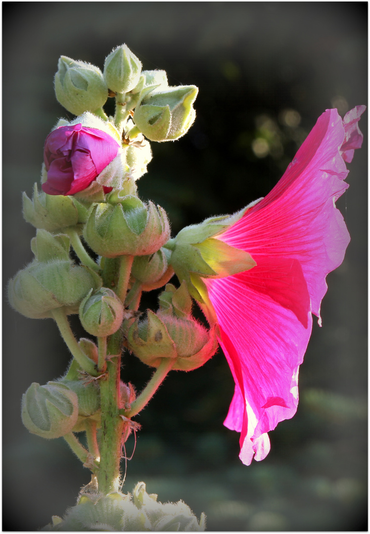 Stockrose in der Abendsonne