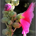 Stockrose in der Abendsonne