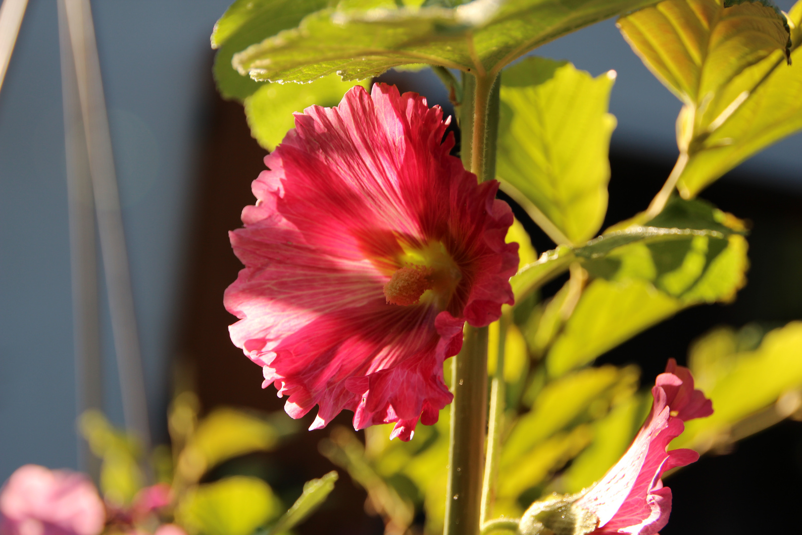 Stockrose in der Abendsonne