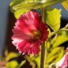 Stockrose in der Abendsonne