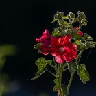 Stockrose in der Morgensonne ...