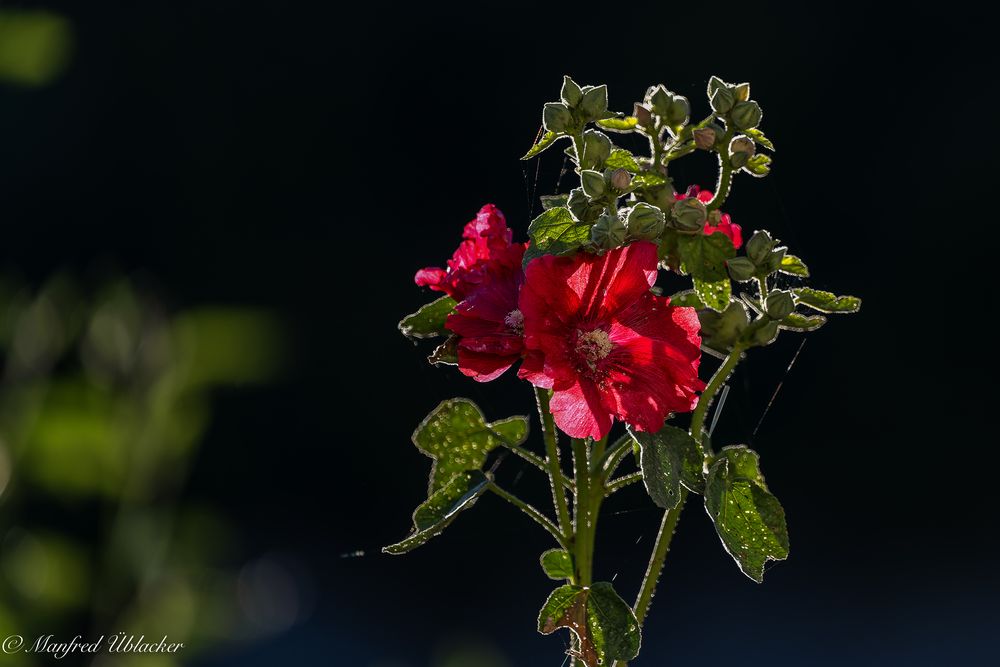 Stockrose in der Morgensonne ...