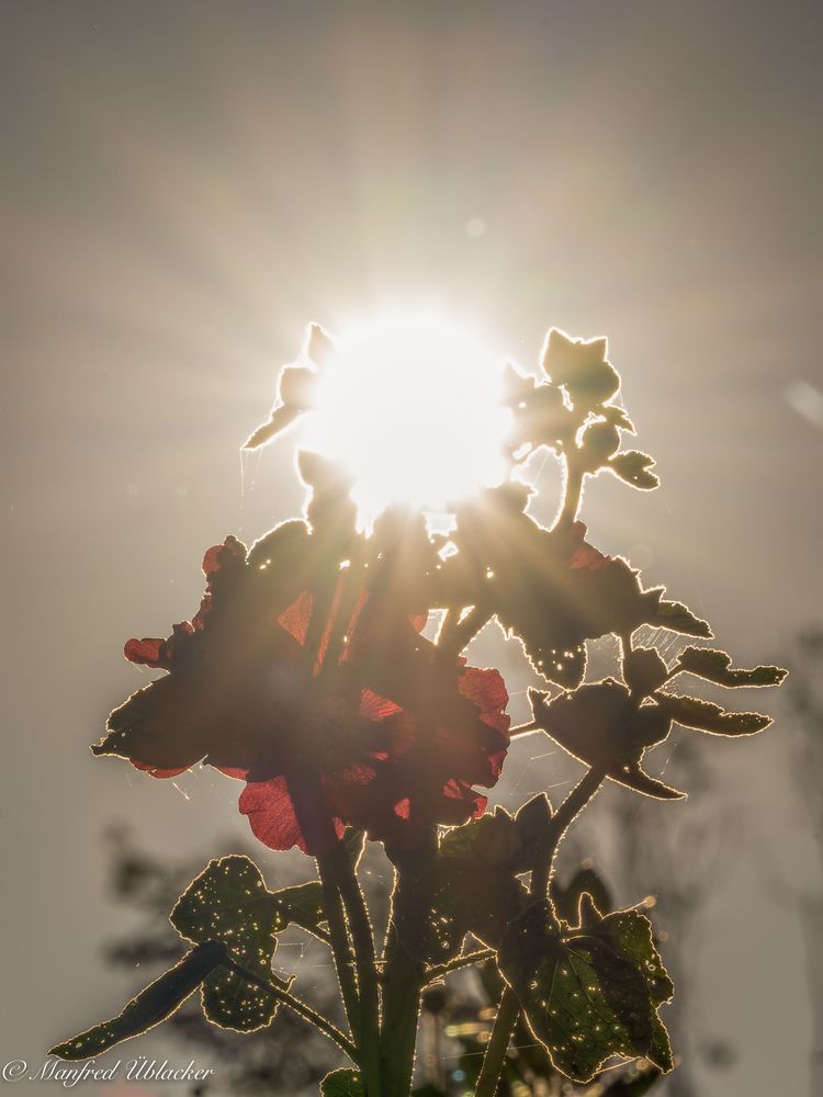 Stockrose in der Morgensonne ...