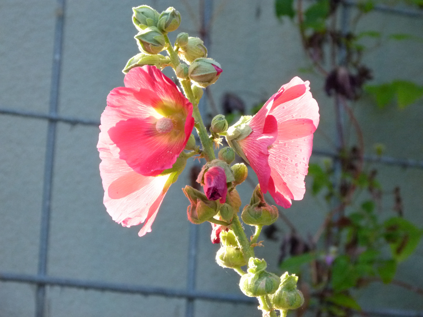 Stockrose in der Sonne