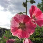 Stockrose in pink