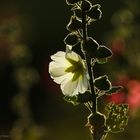 Stockrose (Malve) im Gegenlicht