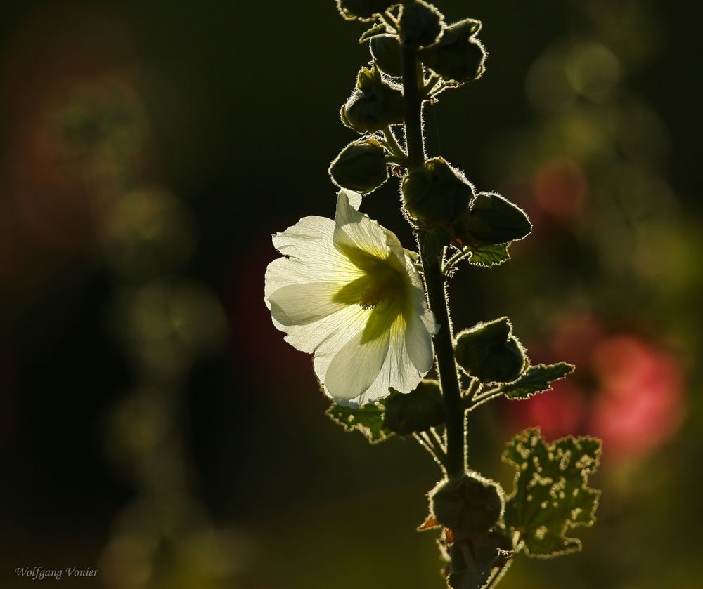 Stockrose (Malve) im Gegenlicht