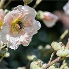 Stockrose mit Besucher