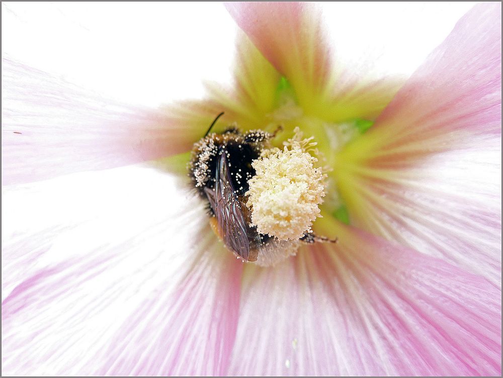 Stockrose mit Gast by Ingrid Kass 