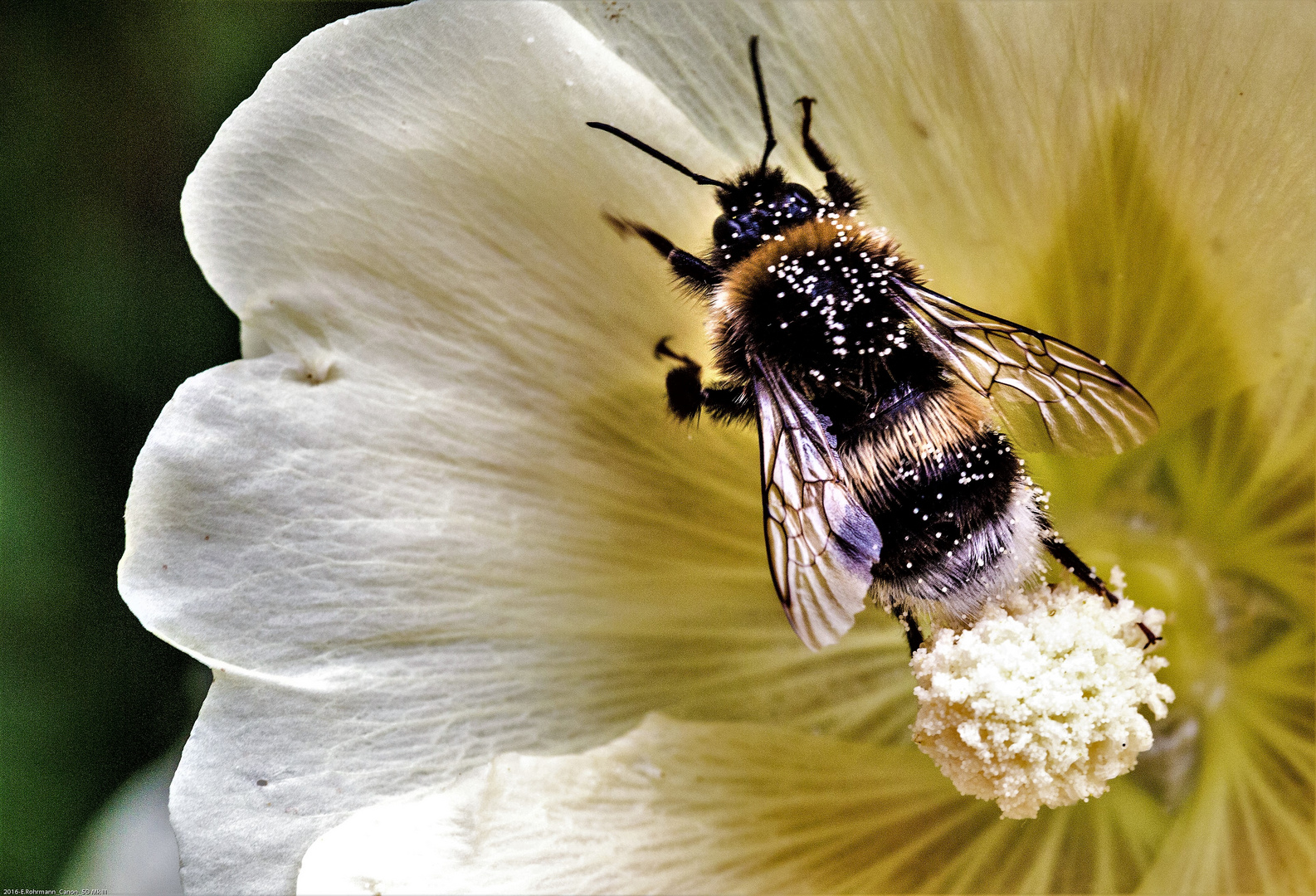 Stockrose mit Hummel