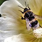 Stockrose mit Hummel