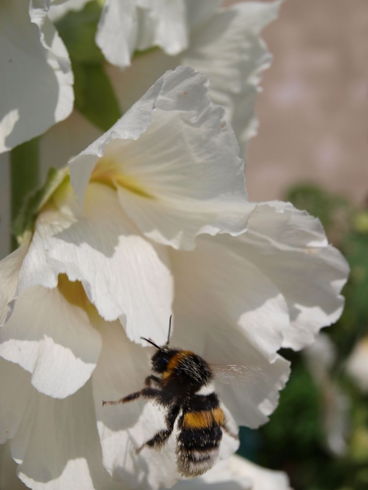 Stockrose mit hummel von Fusslbürste 