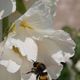 Stockrose mit hummel