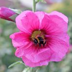 Stockrose mit Hummel im Abflug