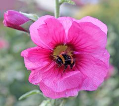 Stockrose mit Hummel im Abflug