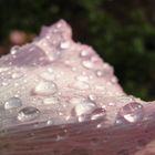 Stockrose nach einem Regenschauer