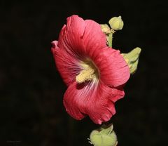 Stockrose oder auch Malve genannt