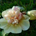 Stockrose "Parkrondell"