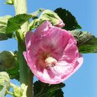 Stockrose rosa