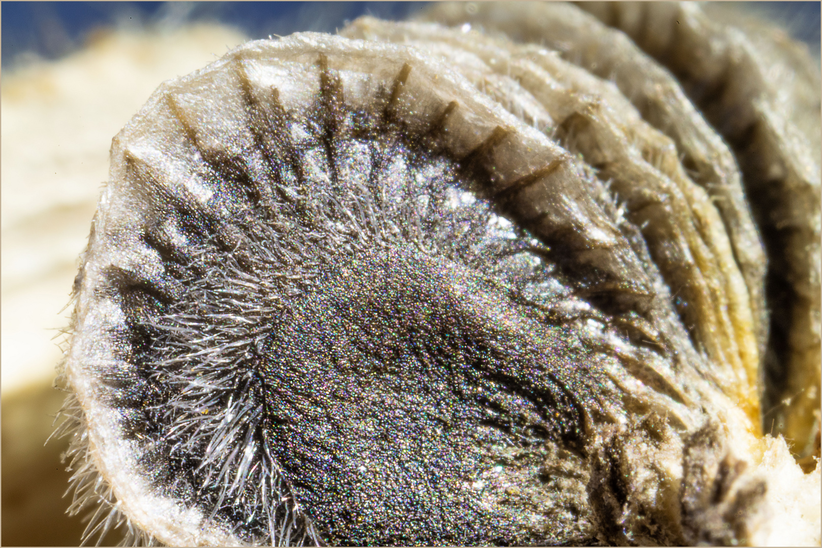 Stockrose, Samenscheibchen, die Träger des Lebens