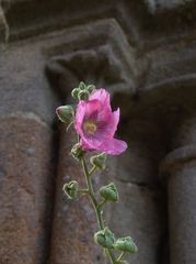 Stockrose vor alten Kirchenportal-Säulen