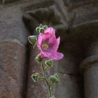 Stockrose vor alten Kirchenportal-Säulen