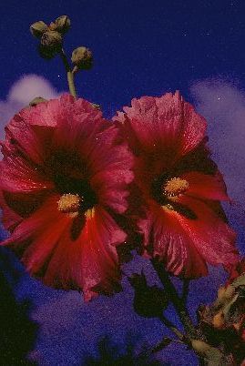 Stockrose vor blauem Himmel