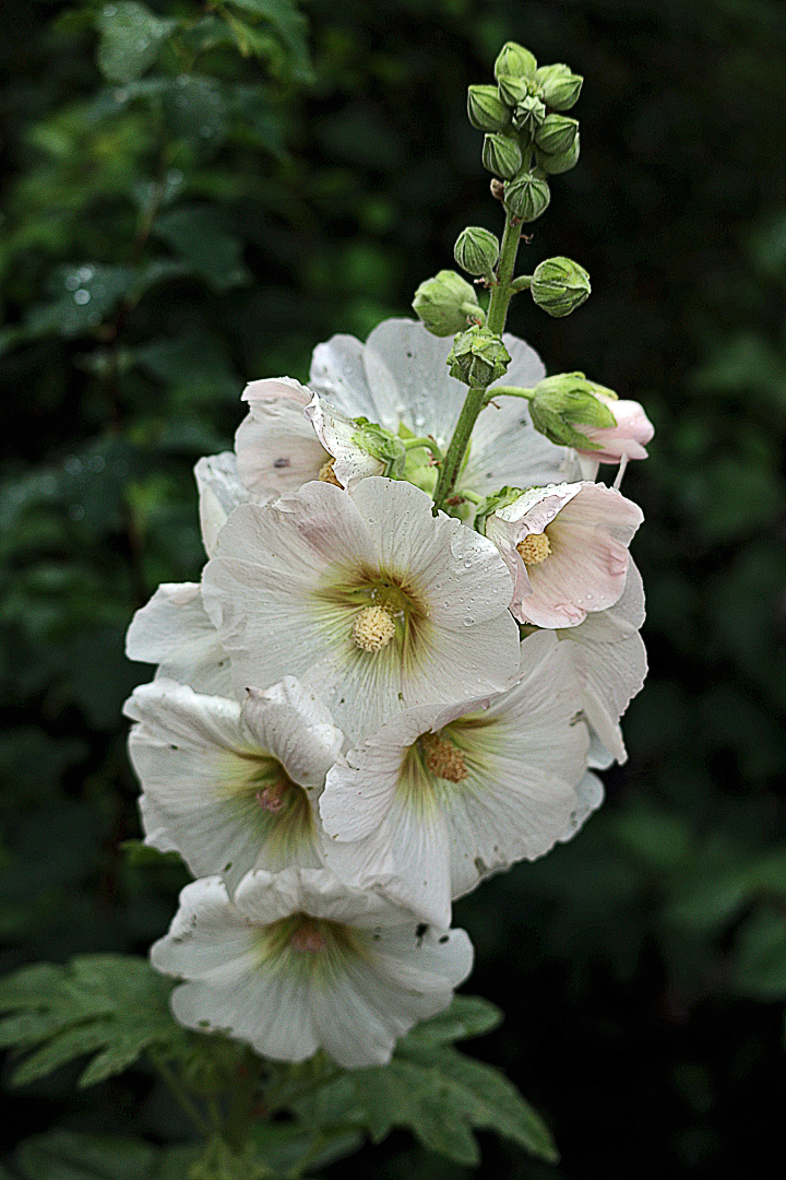 Stockrose weiß