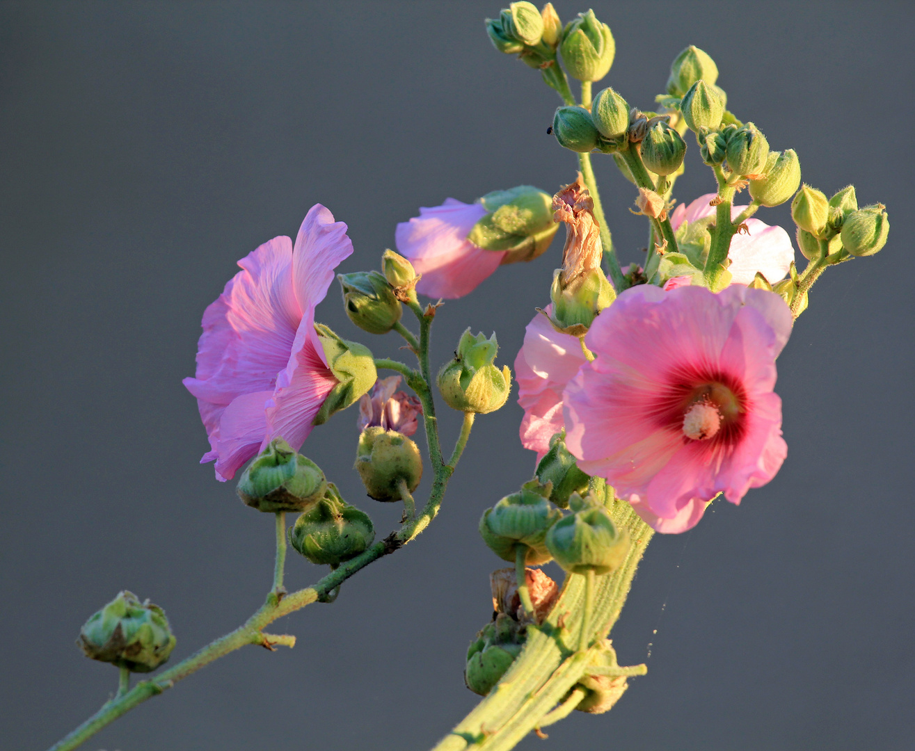 Stockrose -zartrosa-