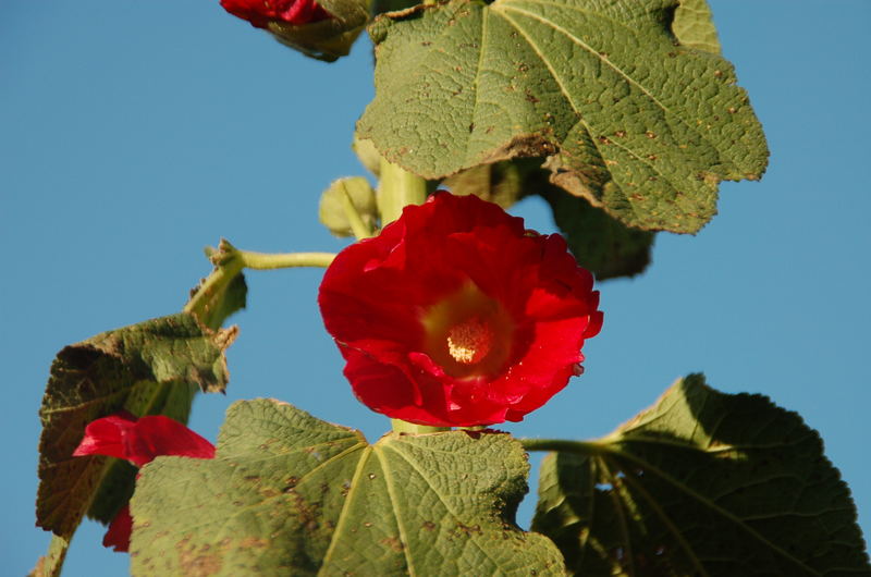 stockrose zum 3.Advent