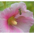 Stockrosen aus meinem Garten...