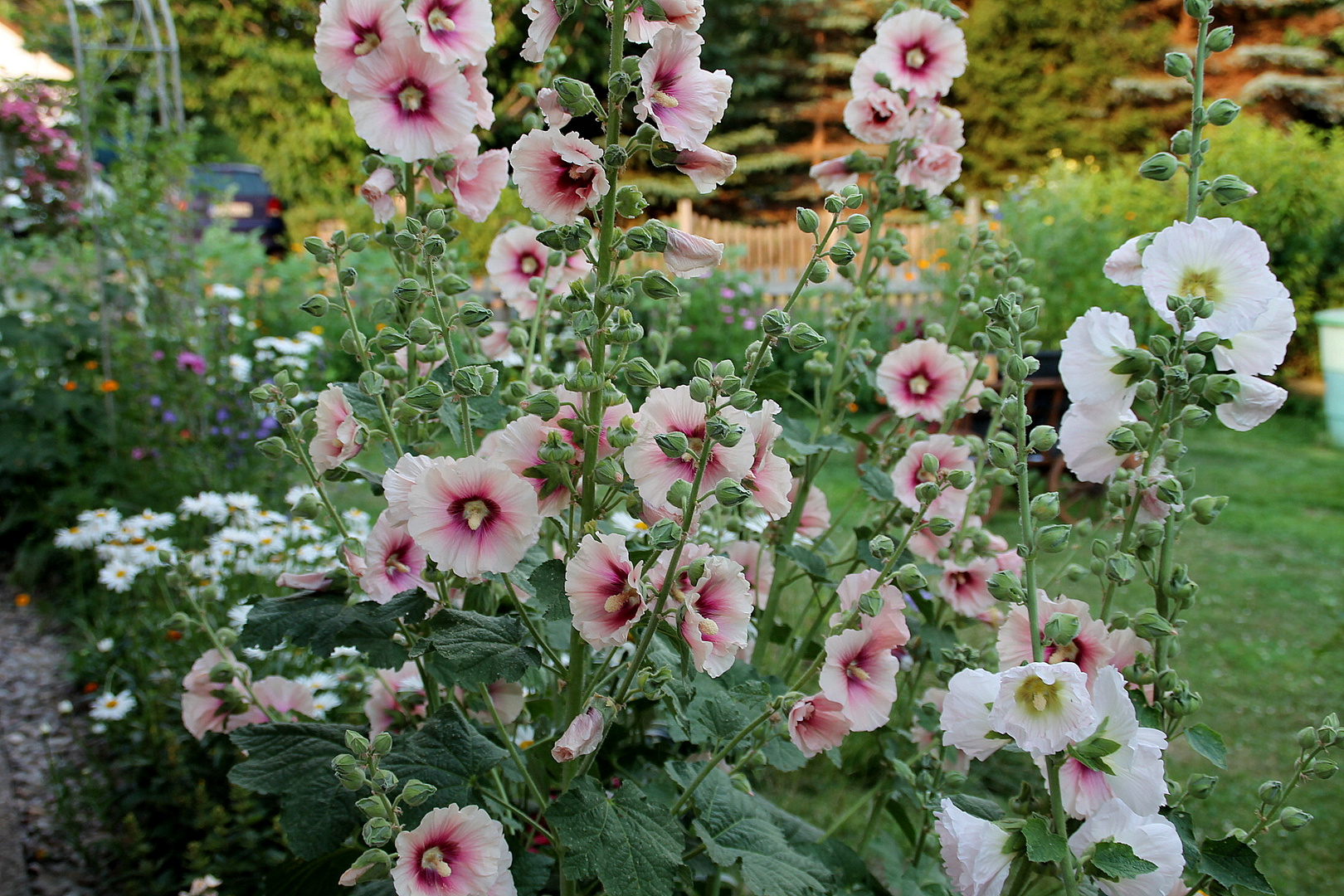 Stockrosen - es sind prächtige Bauerngartenstauden. Für viele sind sie der Inbegriff ländl