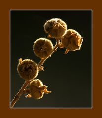 Stockrosen im Gegenlicht