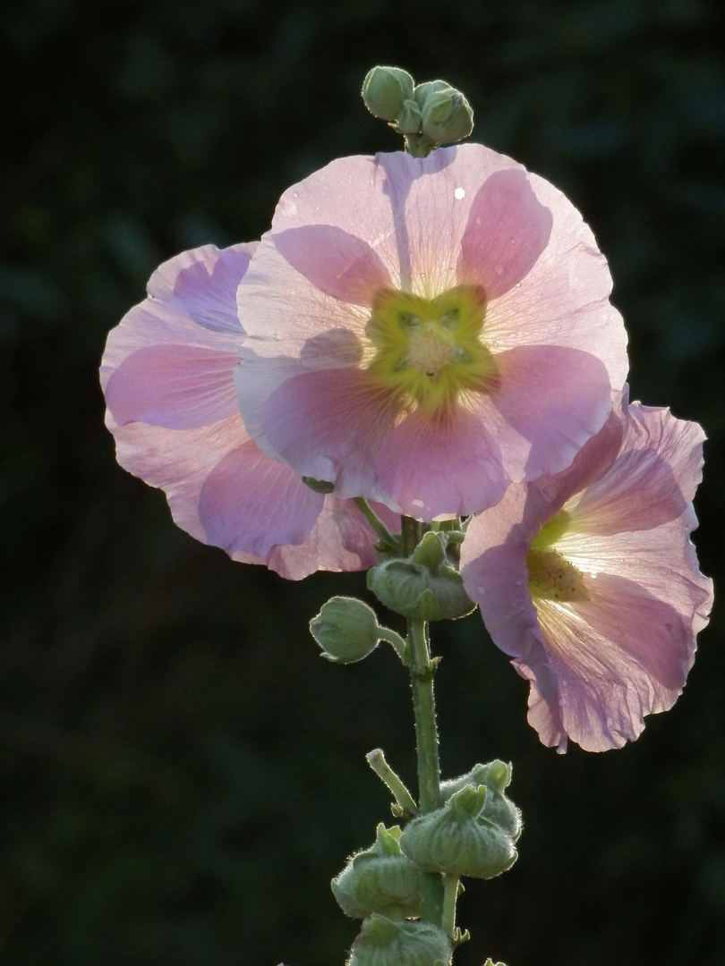 Stockrosen im Gegenlicht