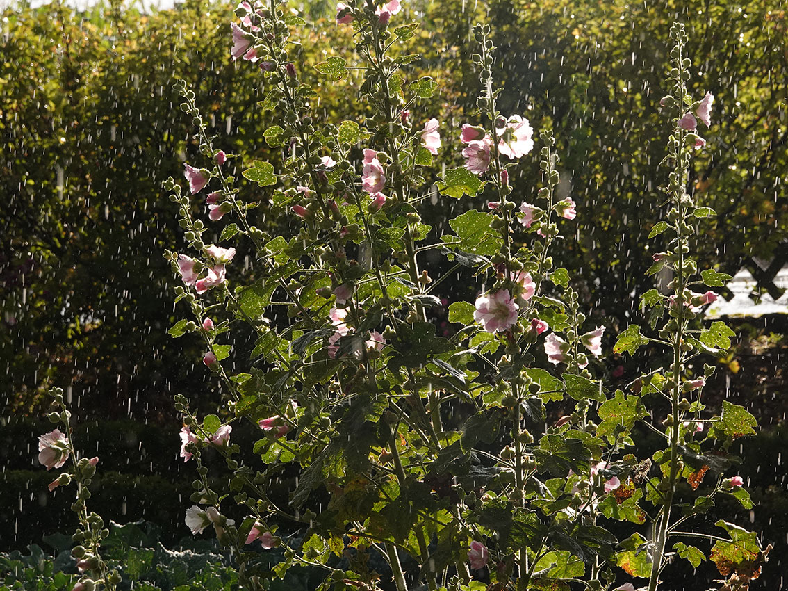 Stockrosen im Sommerregen