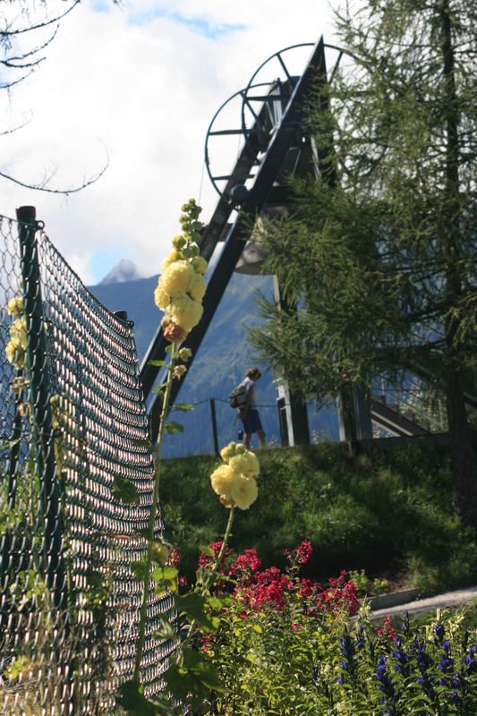 Stockrosen, Phlox und Glockenblumen....