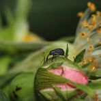 Stockrosen-Spitzmausrüssler ( Aspidapion validum )