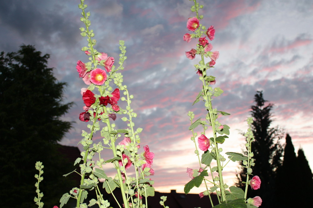 Stockrosen vor Abendhimmel